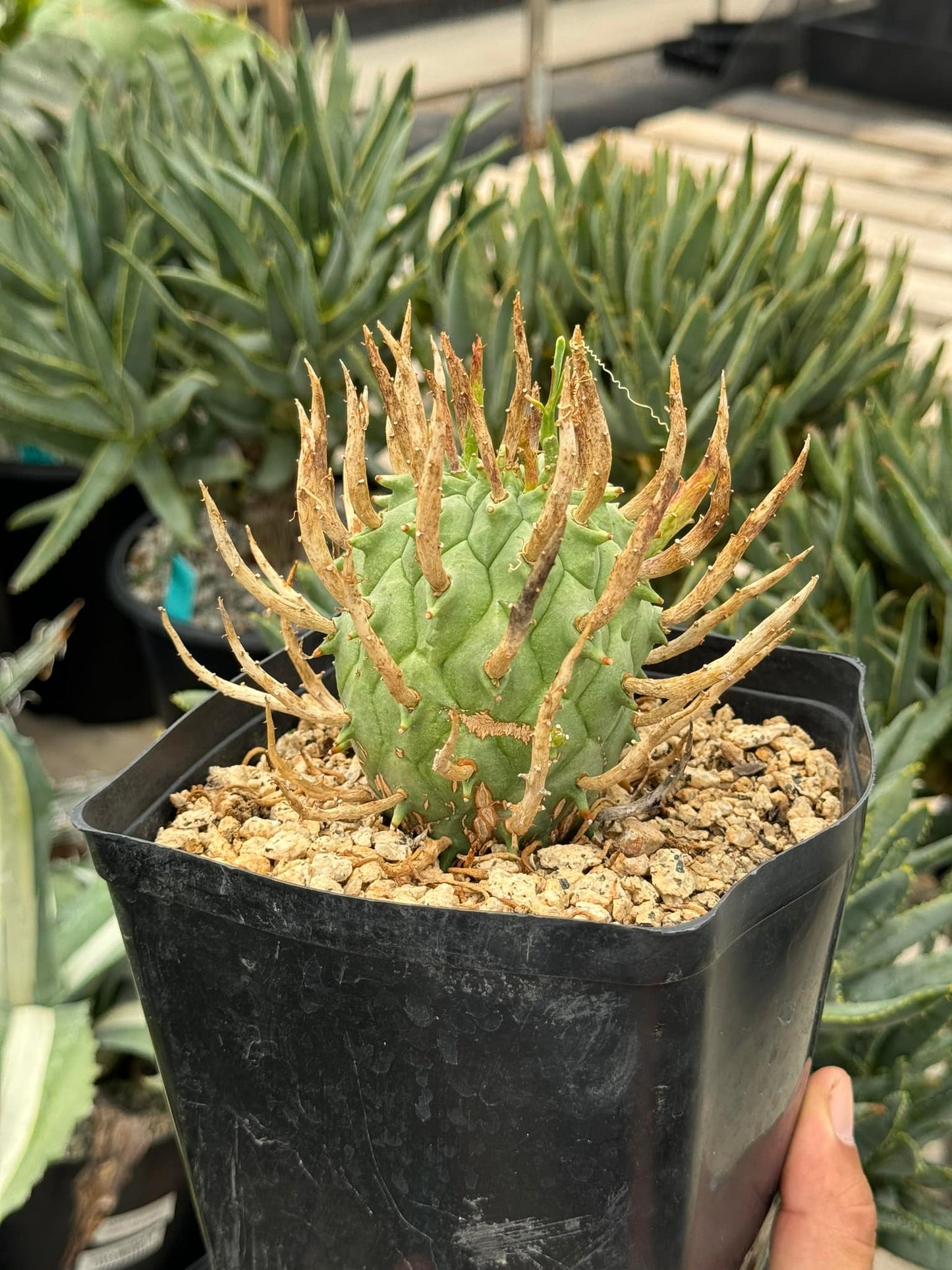 Euphorbia  schoenlandii