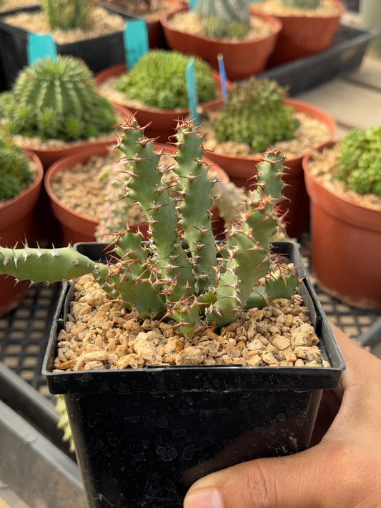 Euphorbia squarrosa 5”