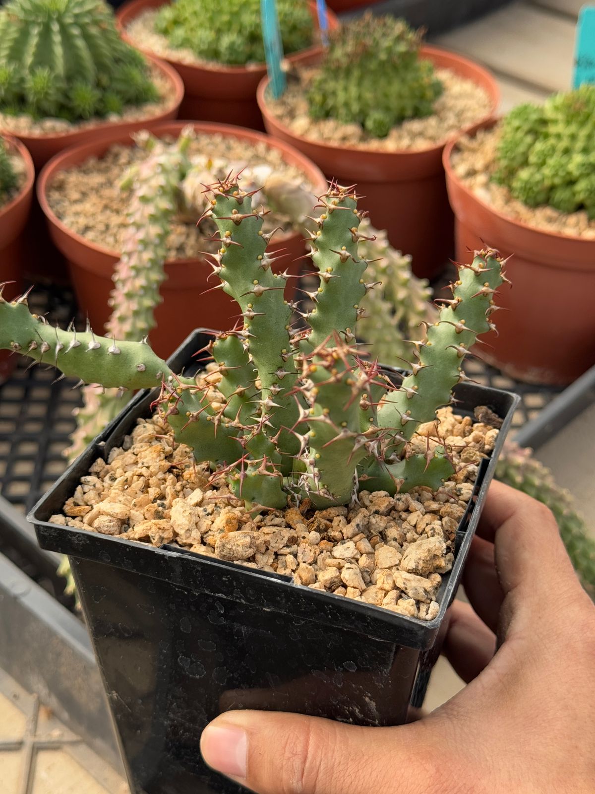 Euphorbia squarrosa