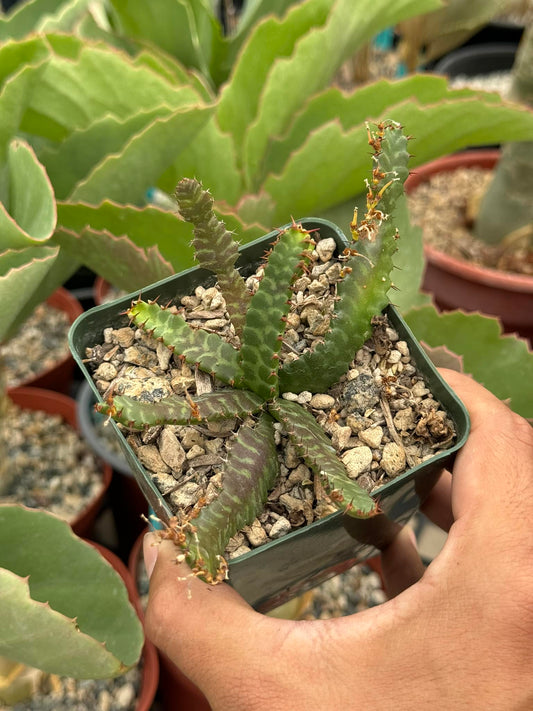 Euphorbia stellata