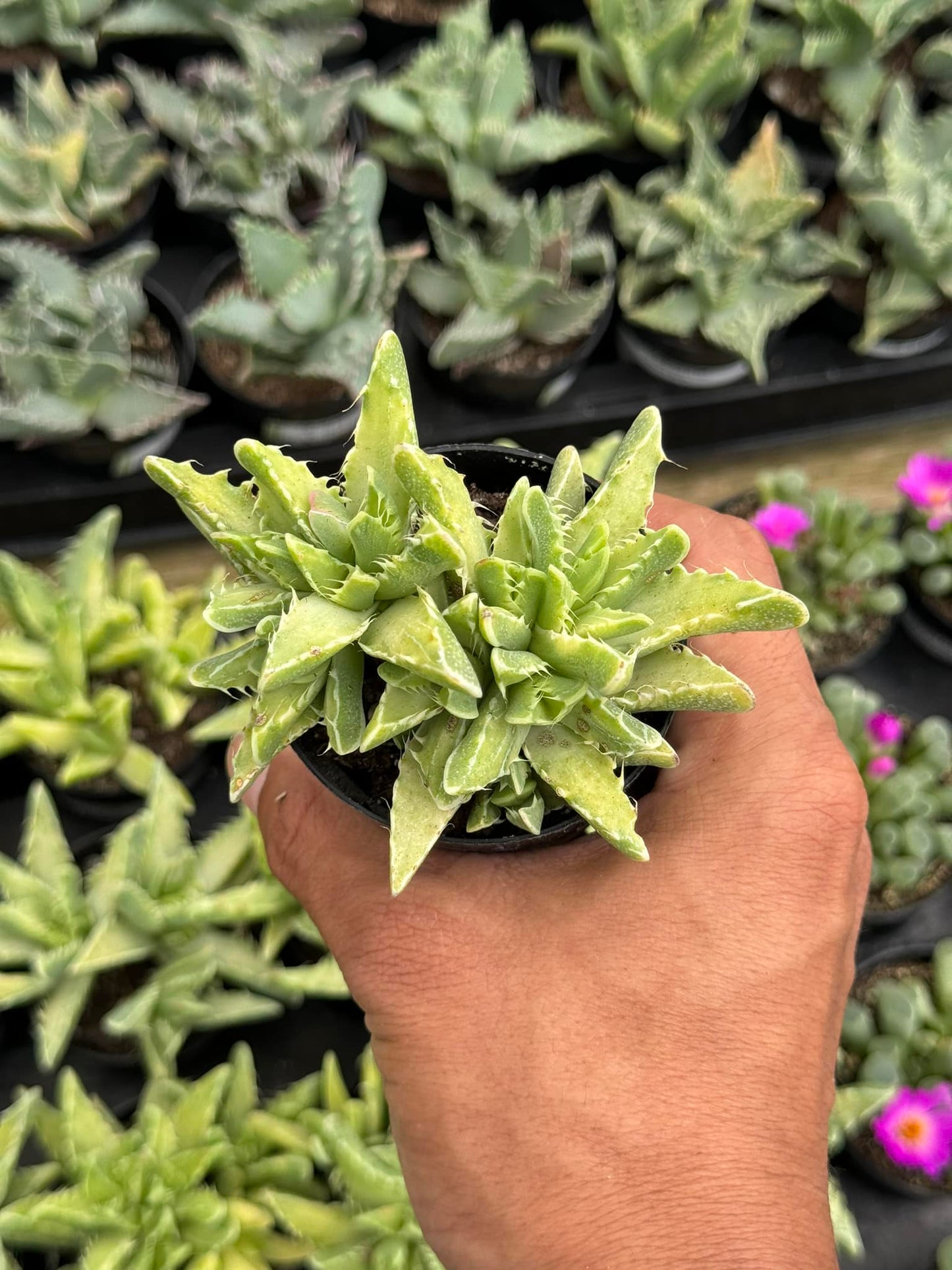 Faucaria trigrina Variegada