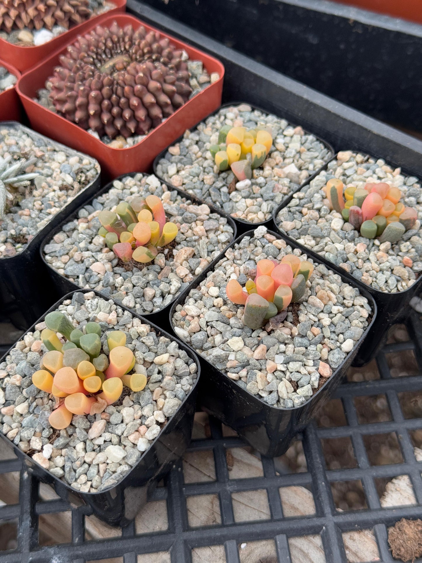 Fenestraria rhopalophylla variegado