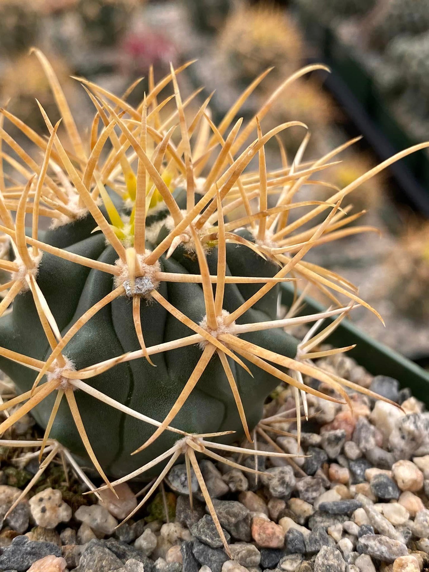 Ferocactus Chrysacanthum