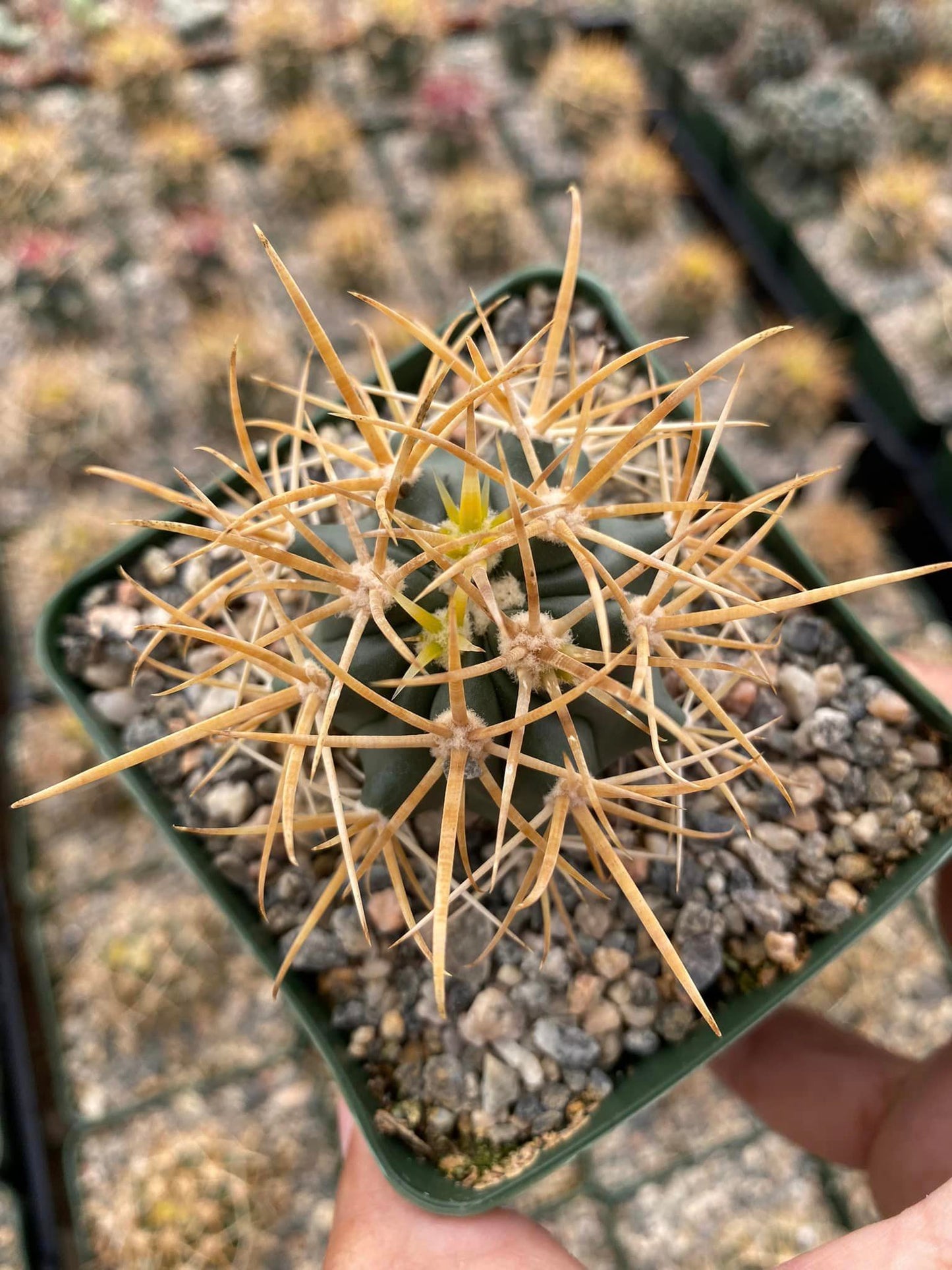 Ferocactus Chrysacanthum