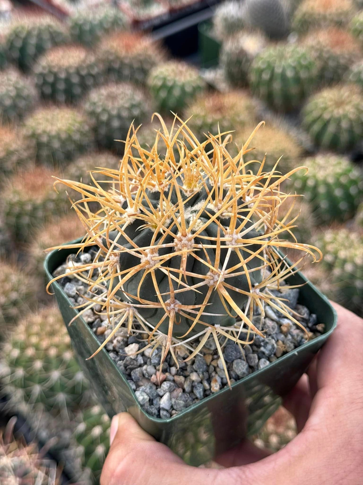 Ferocactus Chrysacanthum