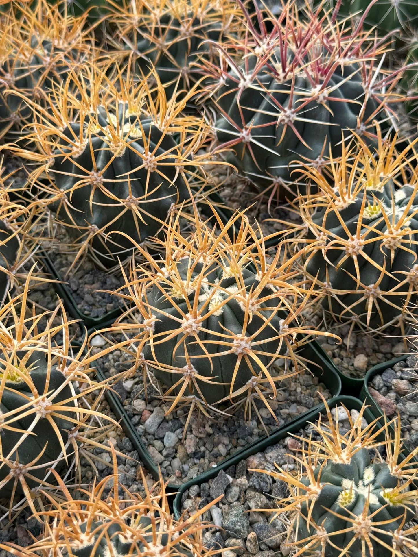 Ferocactus Chrysacanthum