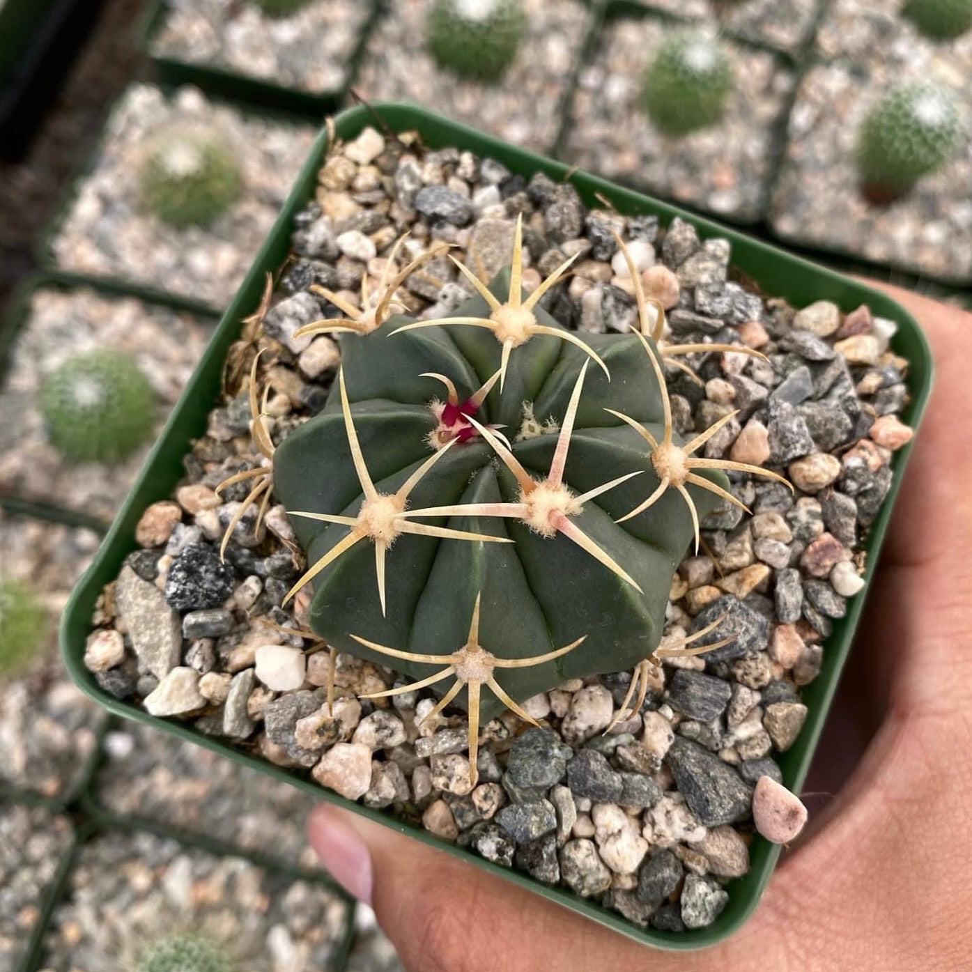 Ferocactus macrodiscus