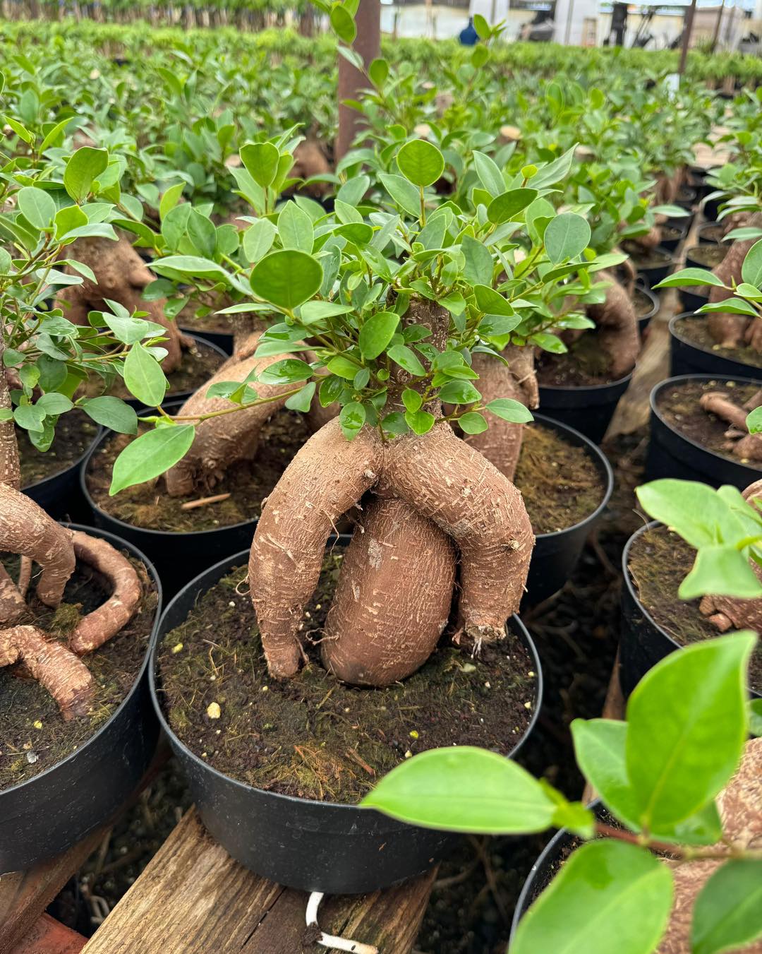 Ficus Ginseng 7”