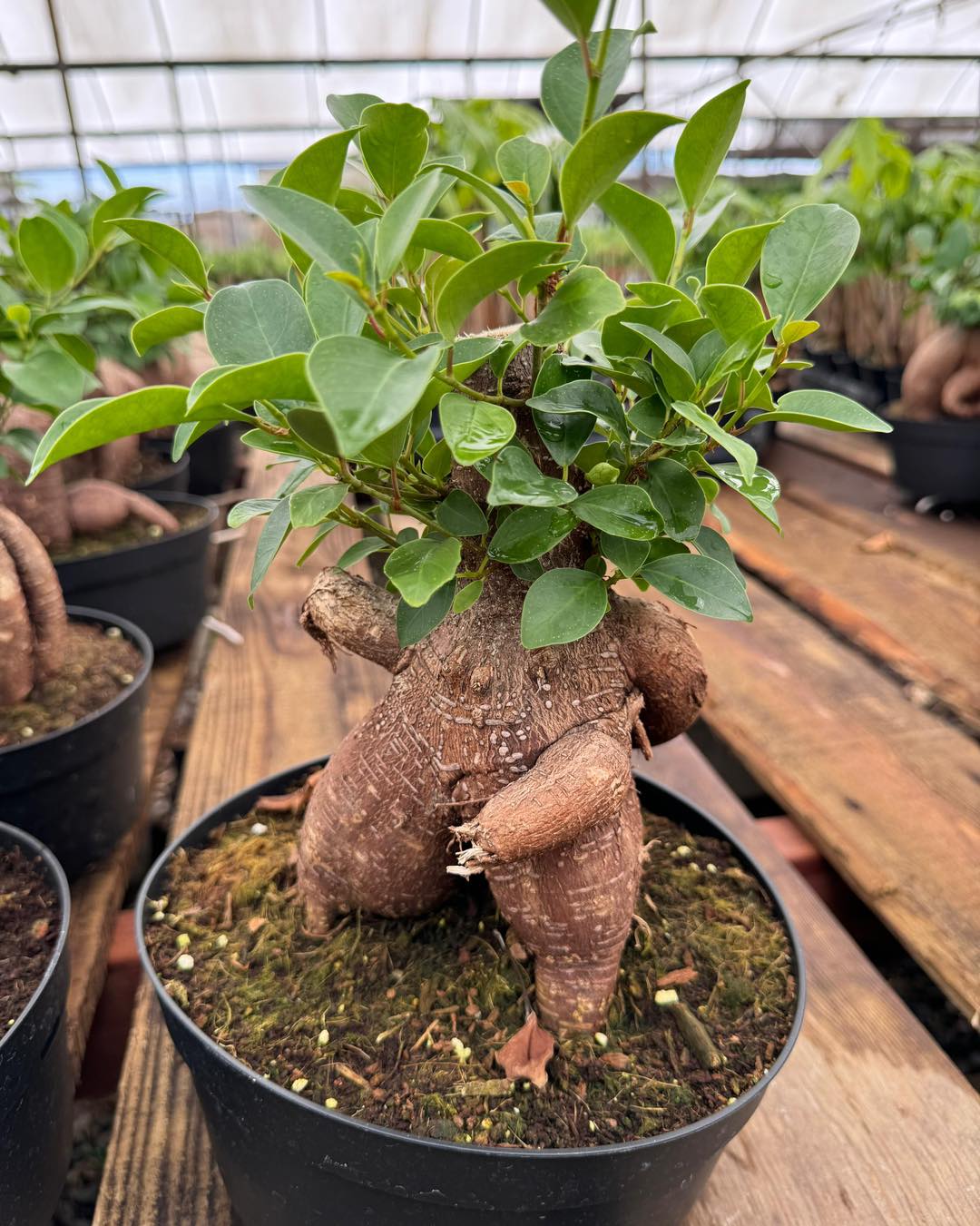 Ficus Ginseng 7”