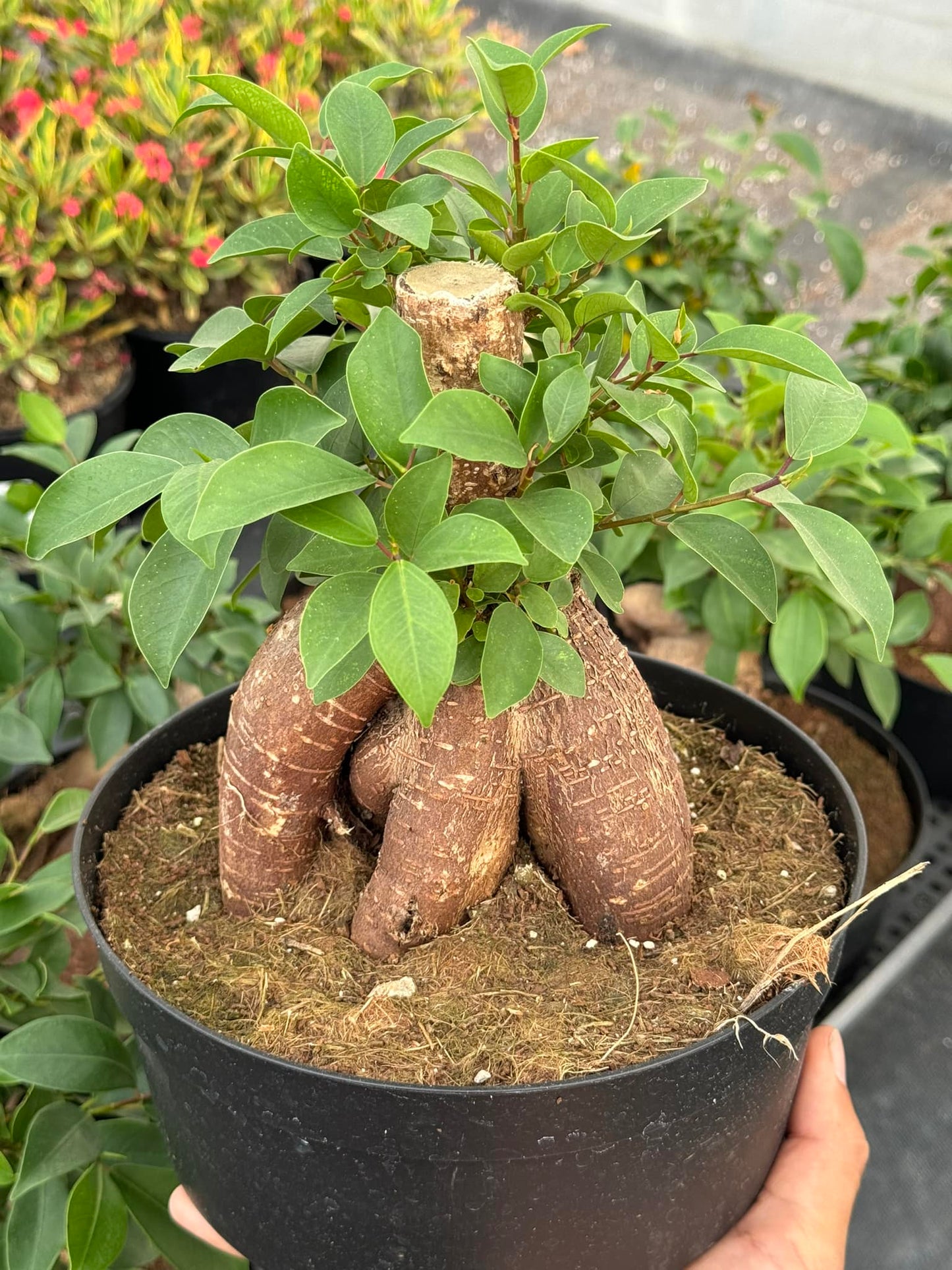 Ficus Ginseng 7”