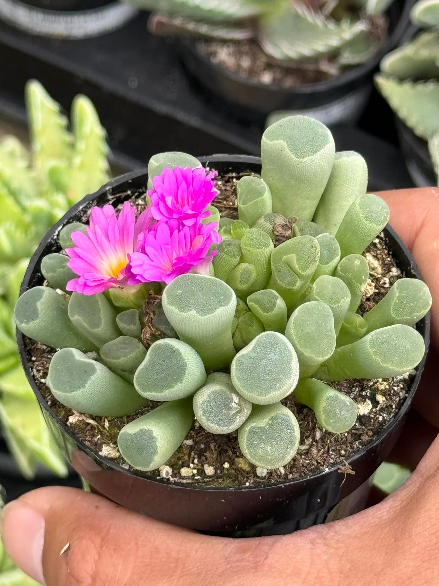 Frithia pulchra