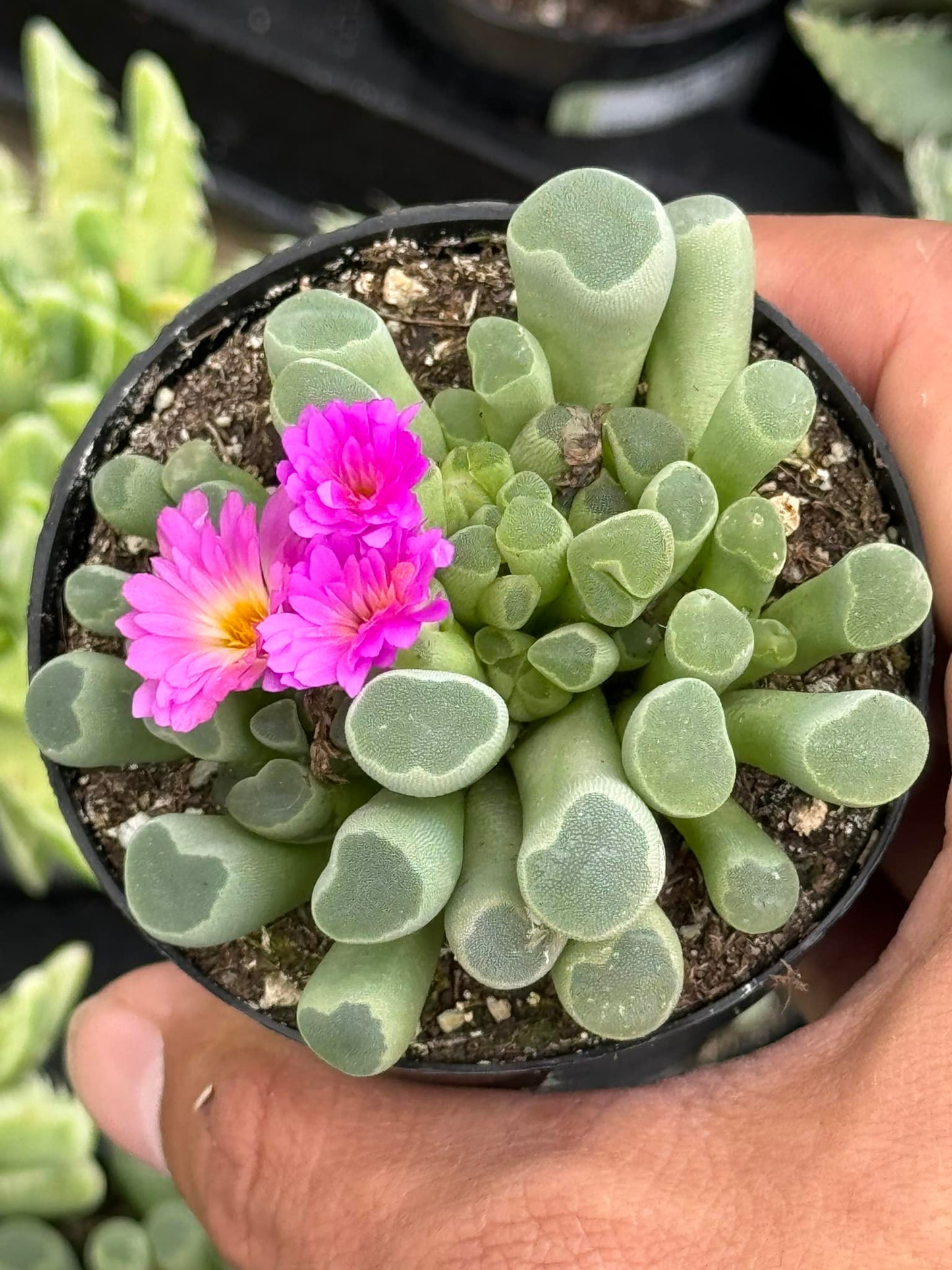 Frithia pulchra