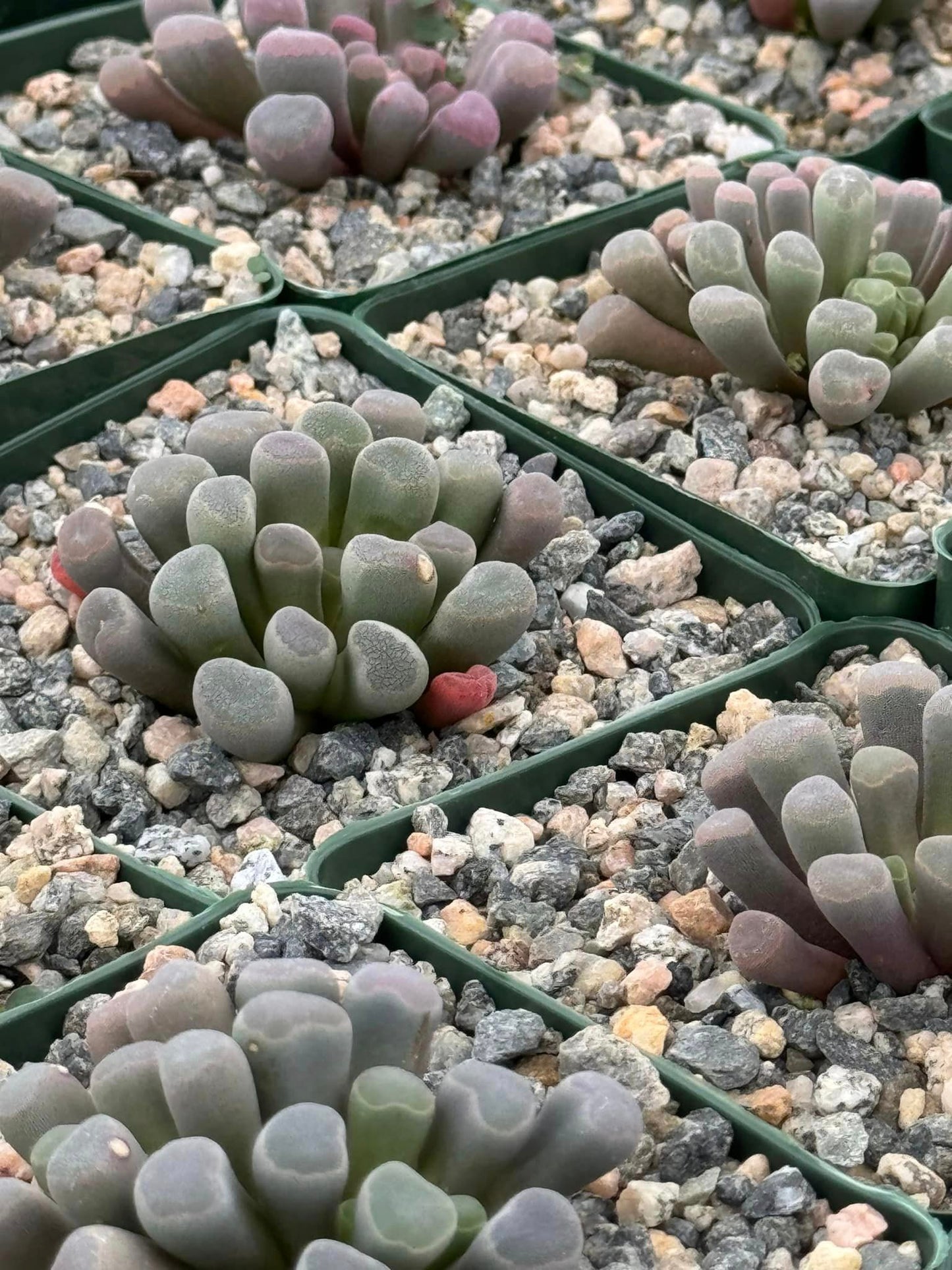 Frithia pulchra