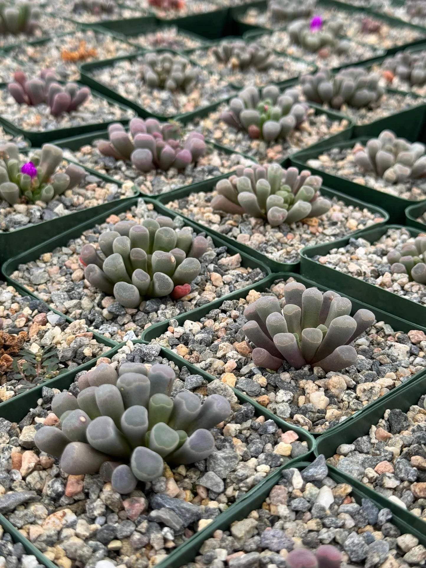 Frithia pulchra