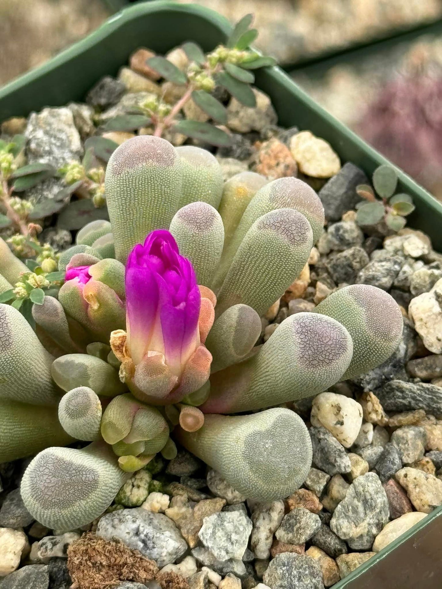 Frithia pulchra