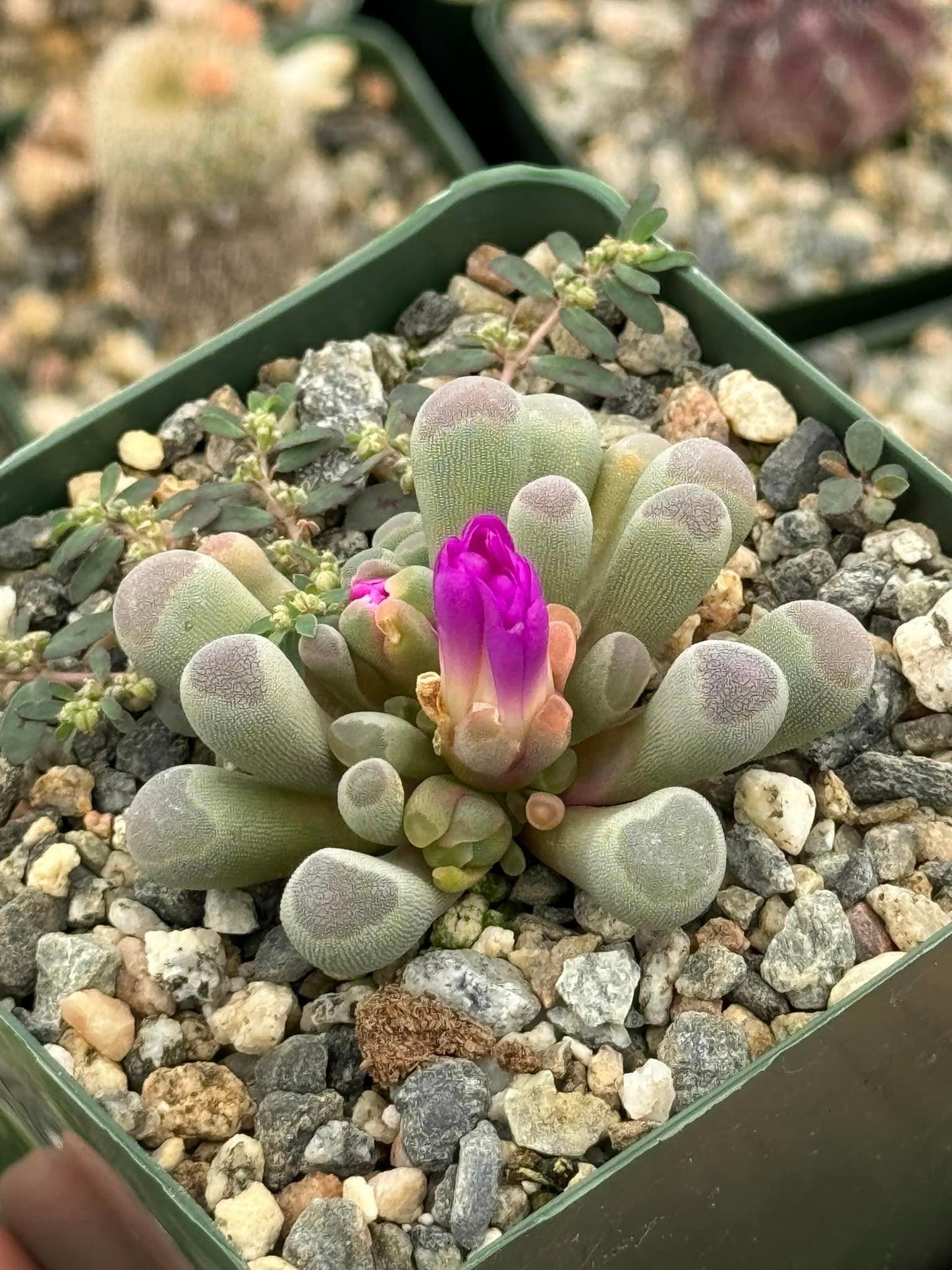 Frithia pulchra