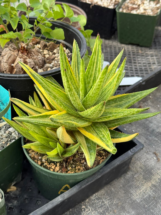 Gasteraloe ‘golden dragón’ cluster Variegada