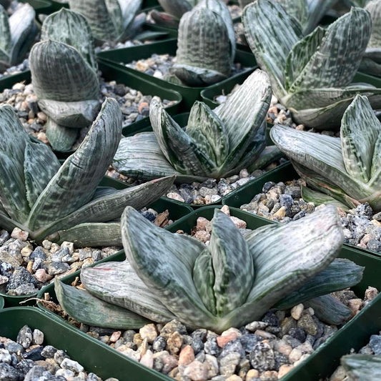 Gasteria Sakura Fuji