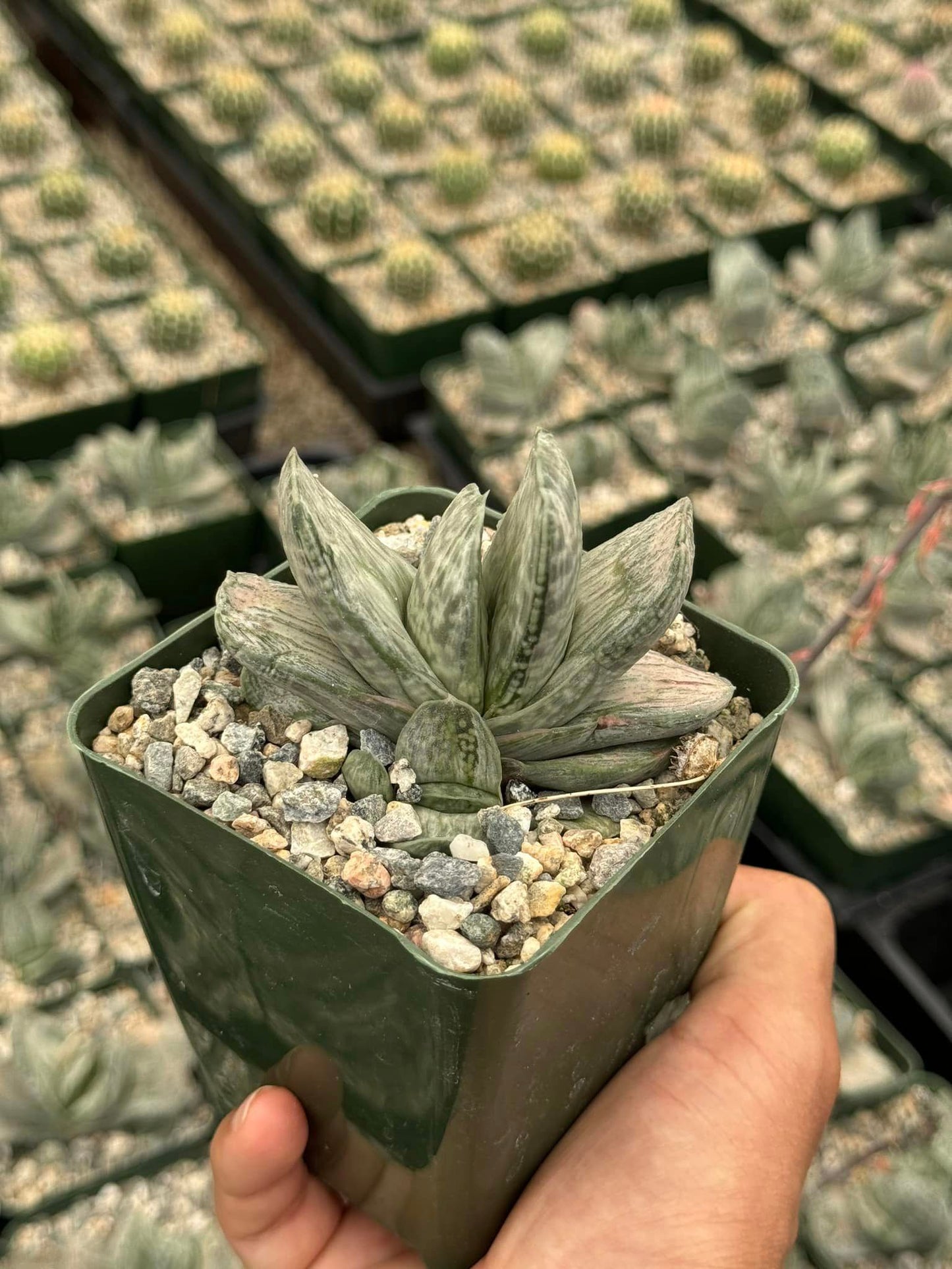 Gasteria sakura fuji variegada