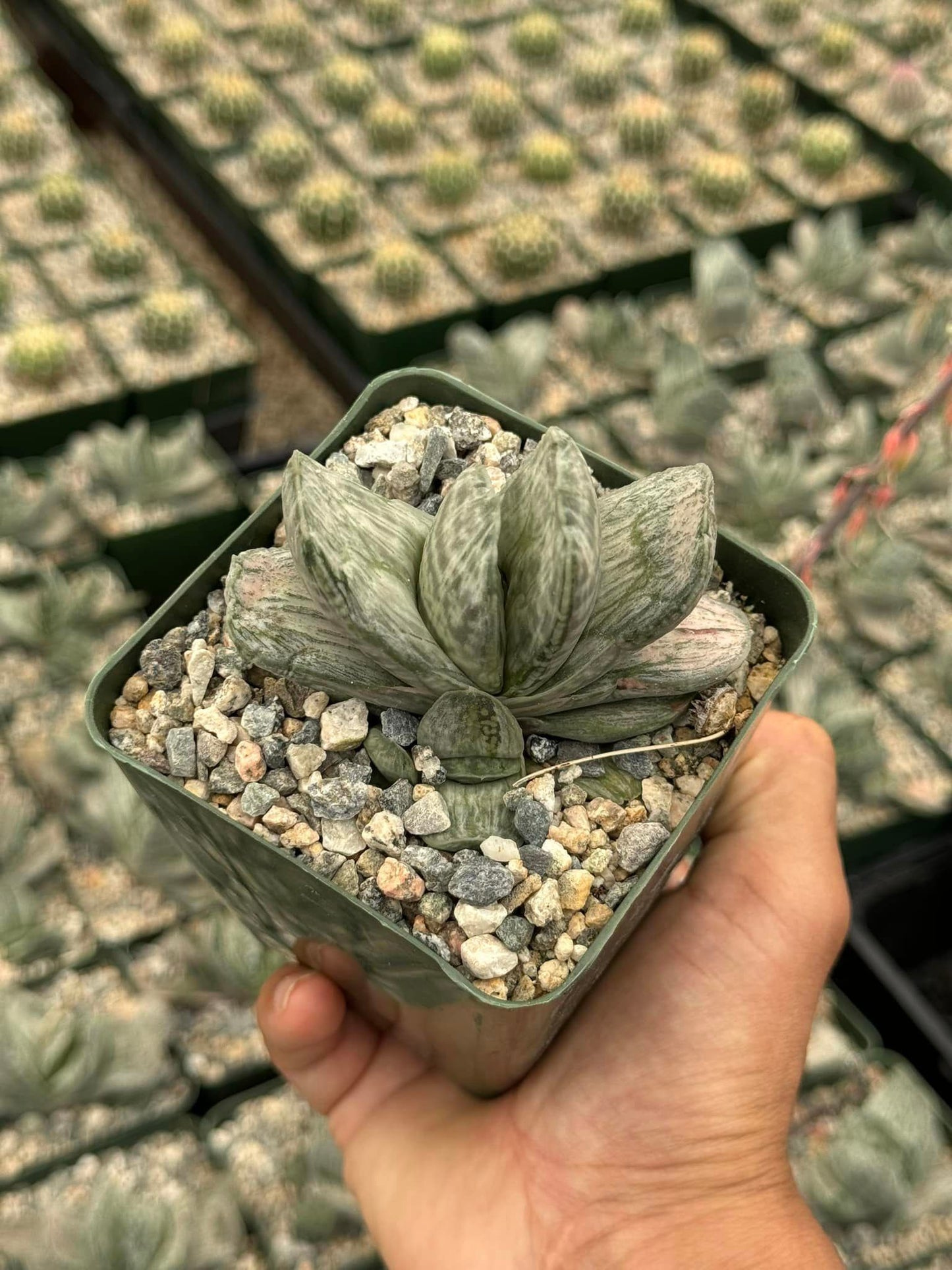 Gasteria sakura fuji variegada