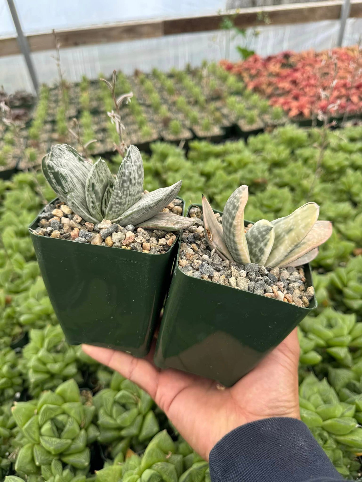 Gasteria sakura fuji & white variegado