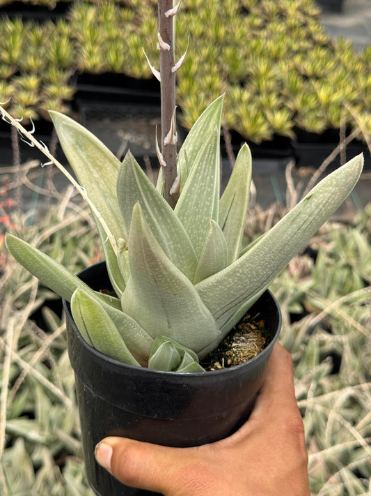 Gasteria green ice
