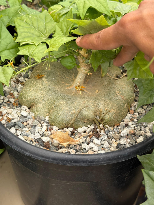 Gerrardanthus macrorhizus 10”
