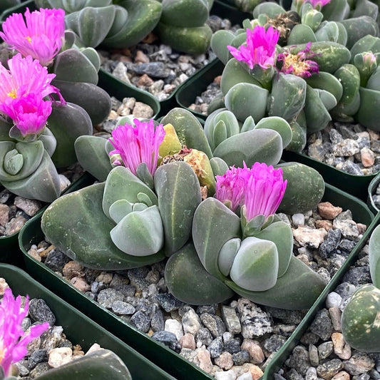 Gibbaeum Dispar