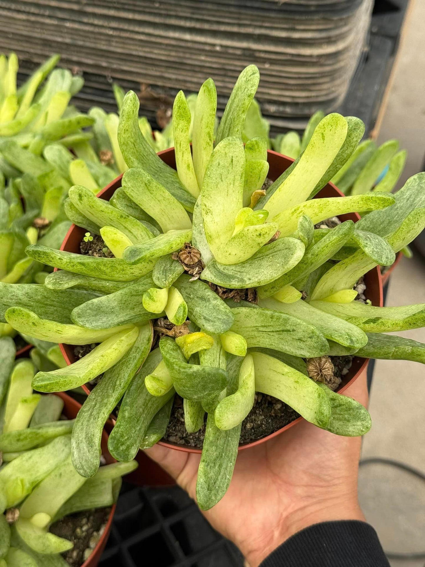 Glottiphyllum depressum Variegada cluster