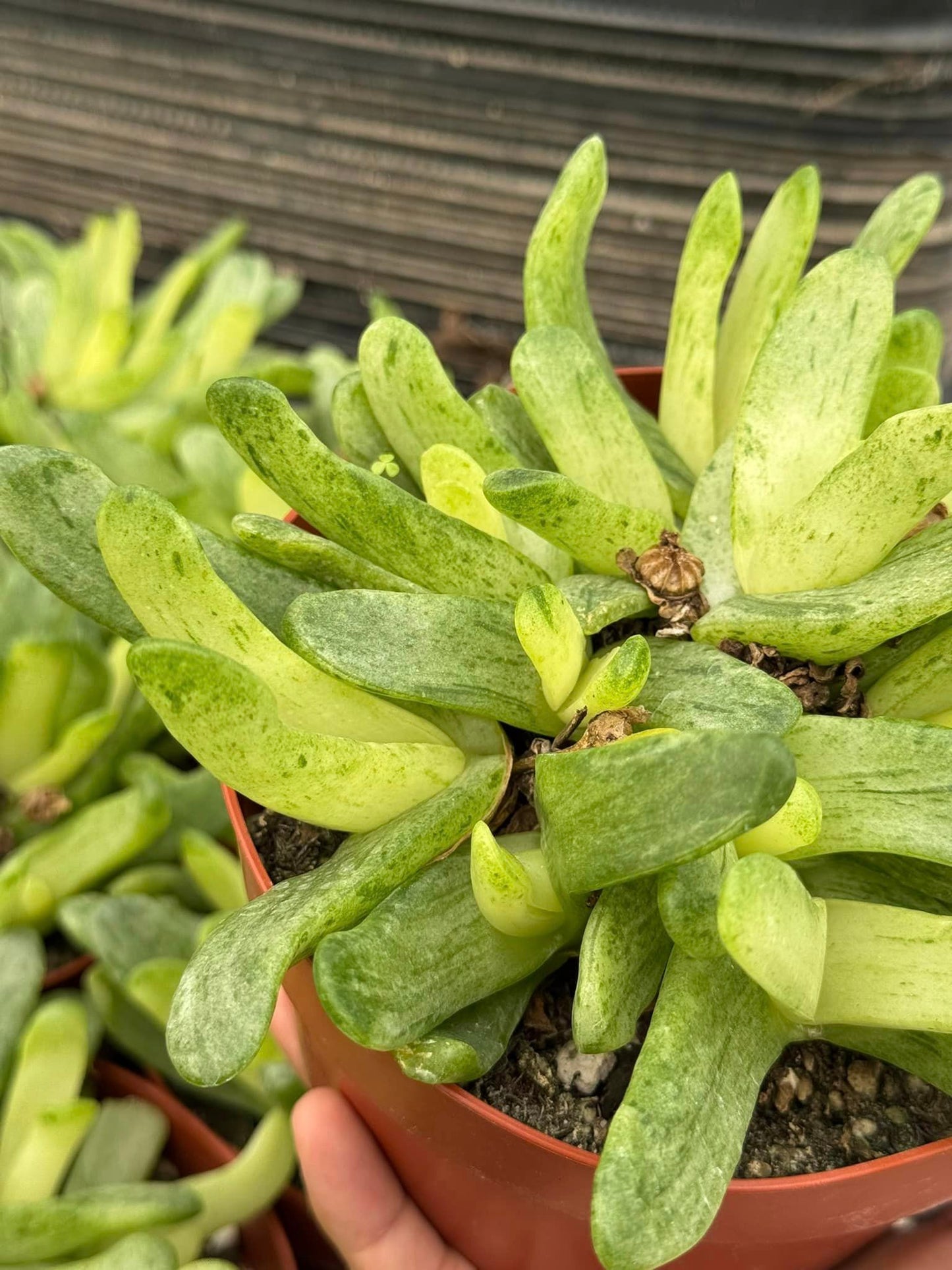 Glottiphyllum depressum Variegada cluster