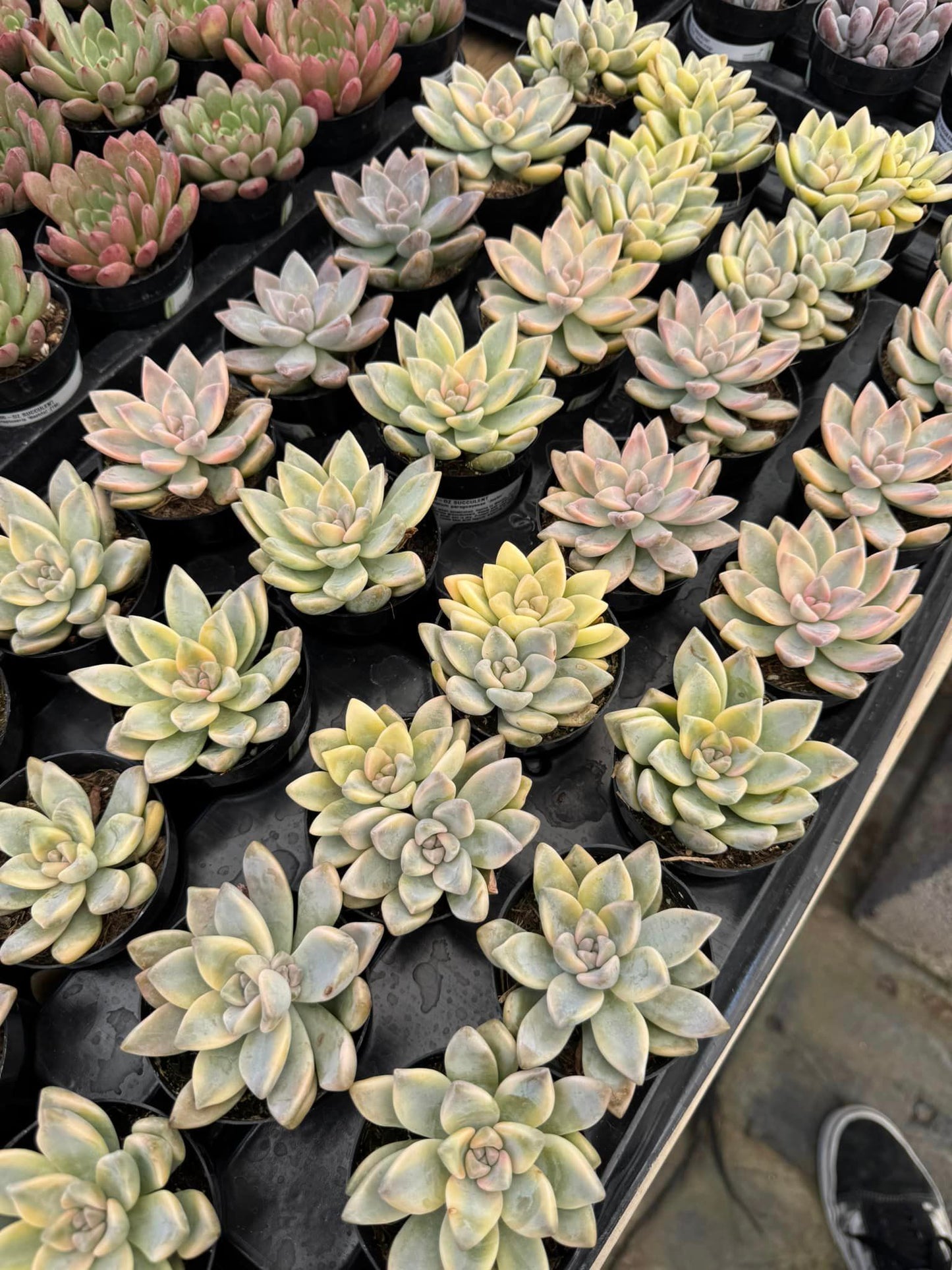 Graptopetalum paraguayense ‘Jester’