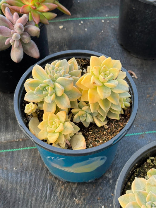 Graptopetalum paraguayense ‘Jester’ 1G