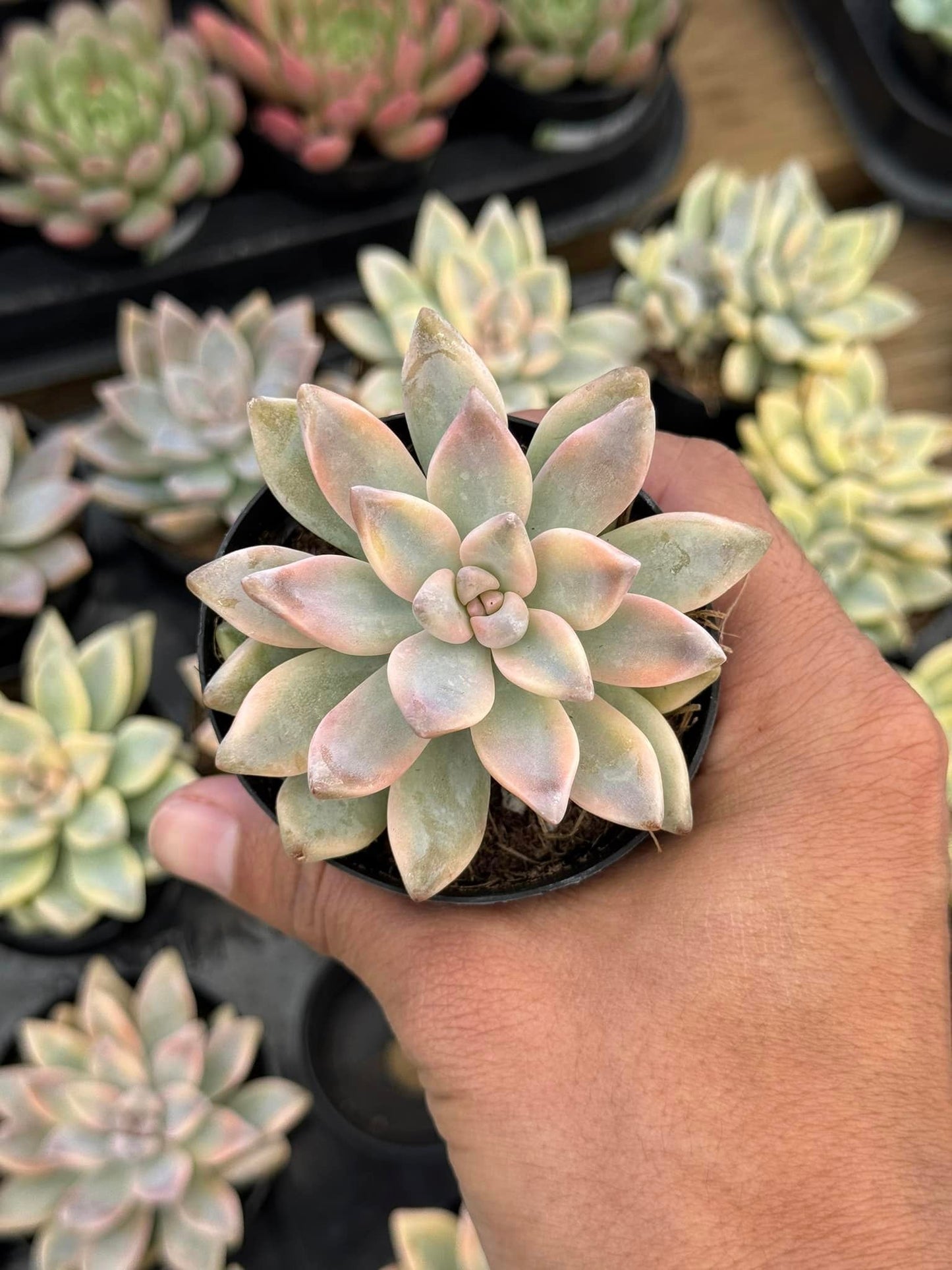 Graptopetalum paraguayense ‘Jester’