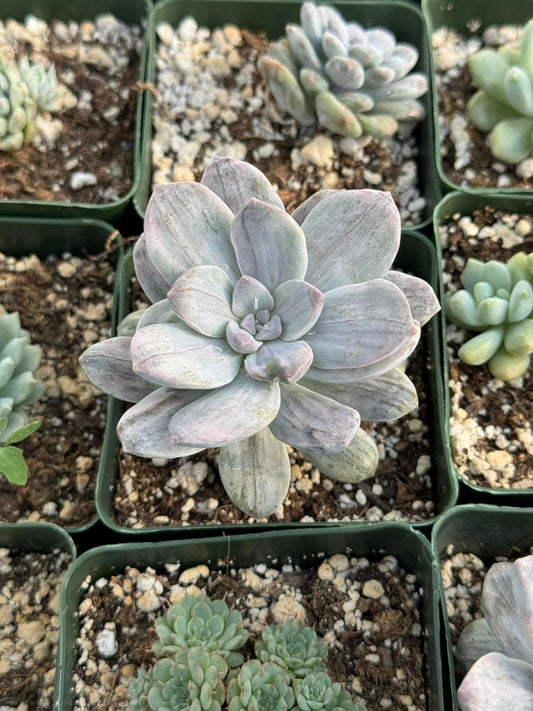 Graptopetalum silverbum