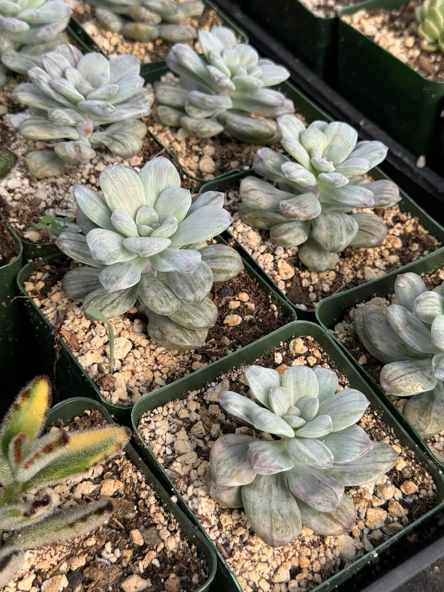 Graptopetalum silverbum