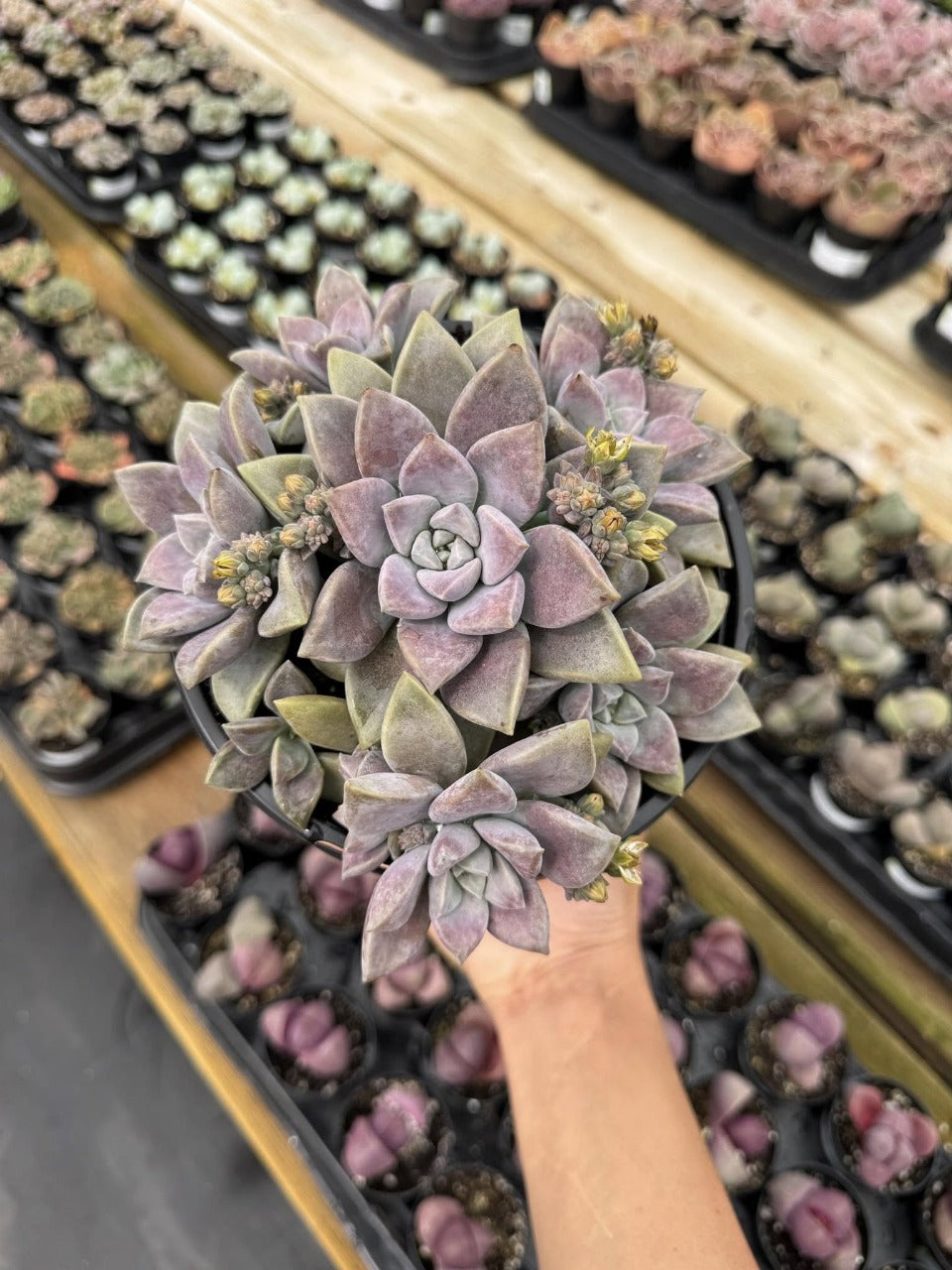 Graptopetalum paraguayense real