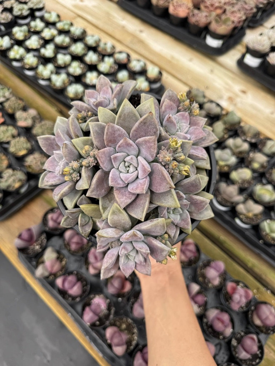 Graptopetalum paraguayense real