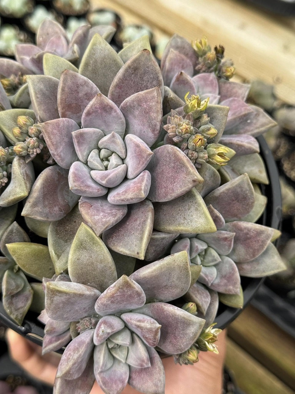 Graptopetalum paraguayense real