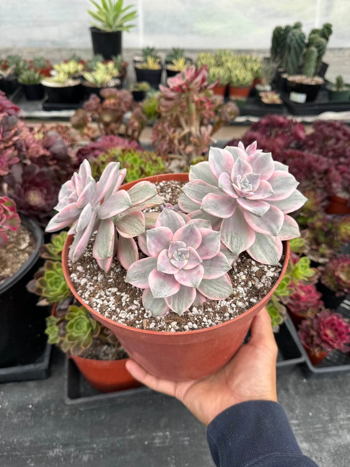 Graptopetalum purple delight cluster