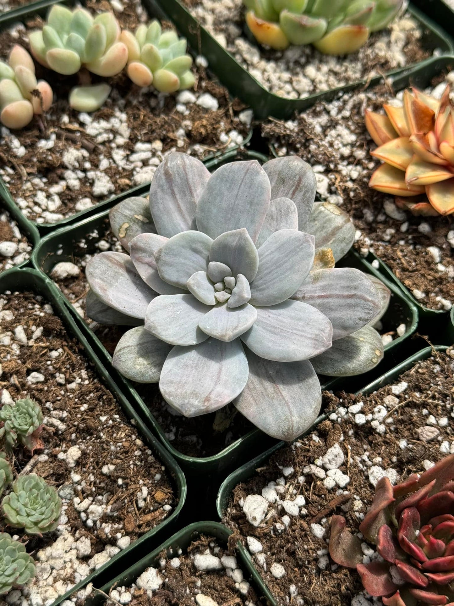 Graptopetalum silverbum