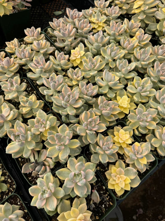 Graptopetalum titubans Variegada