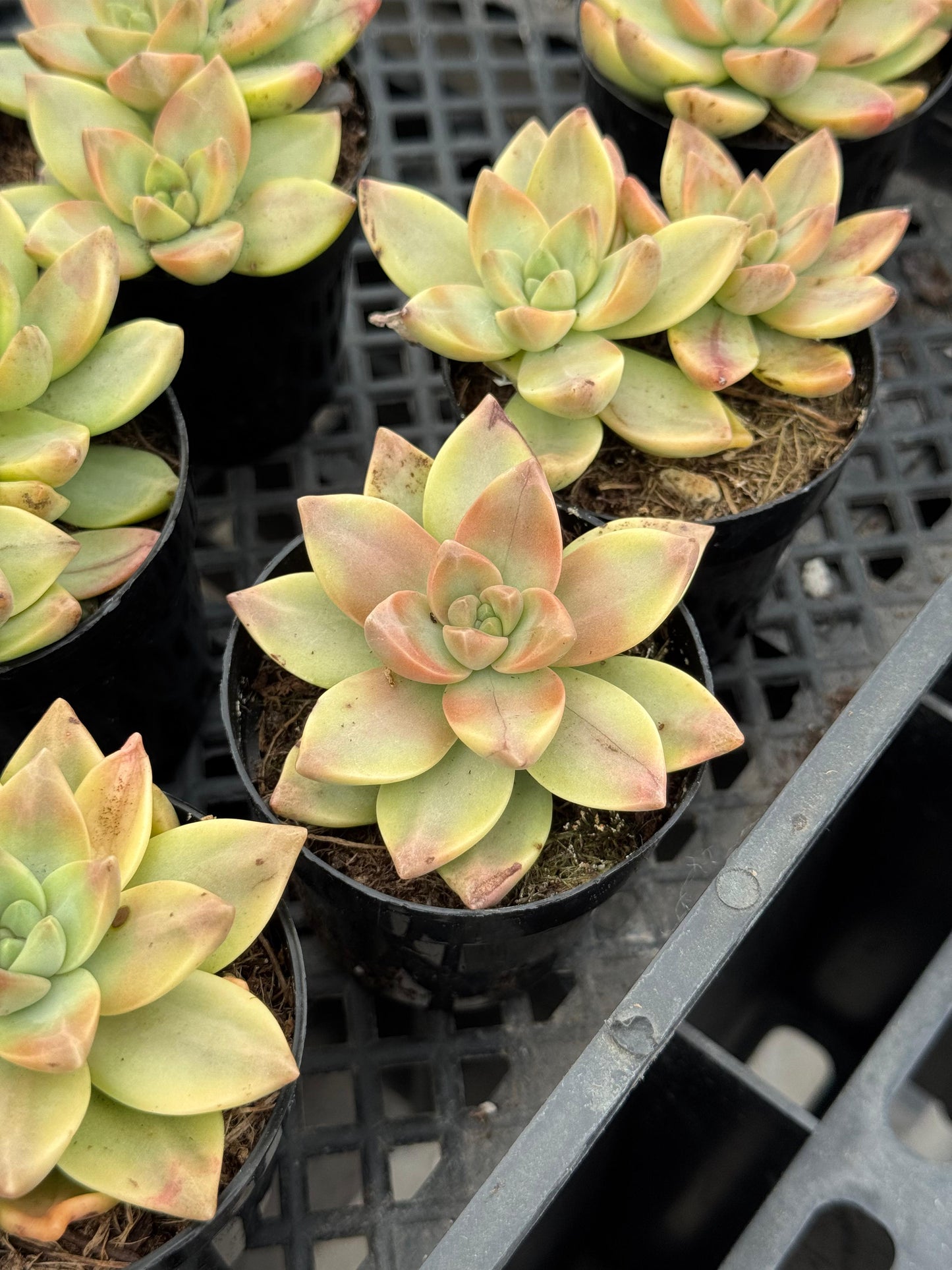 Graptosedum sunsplash