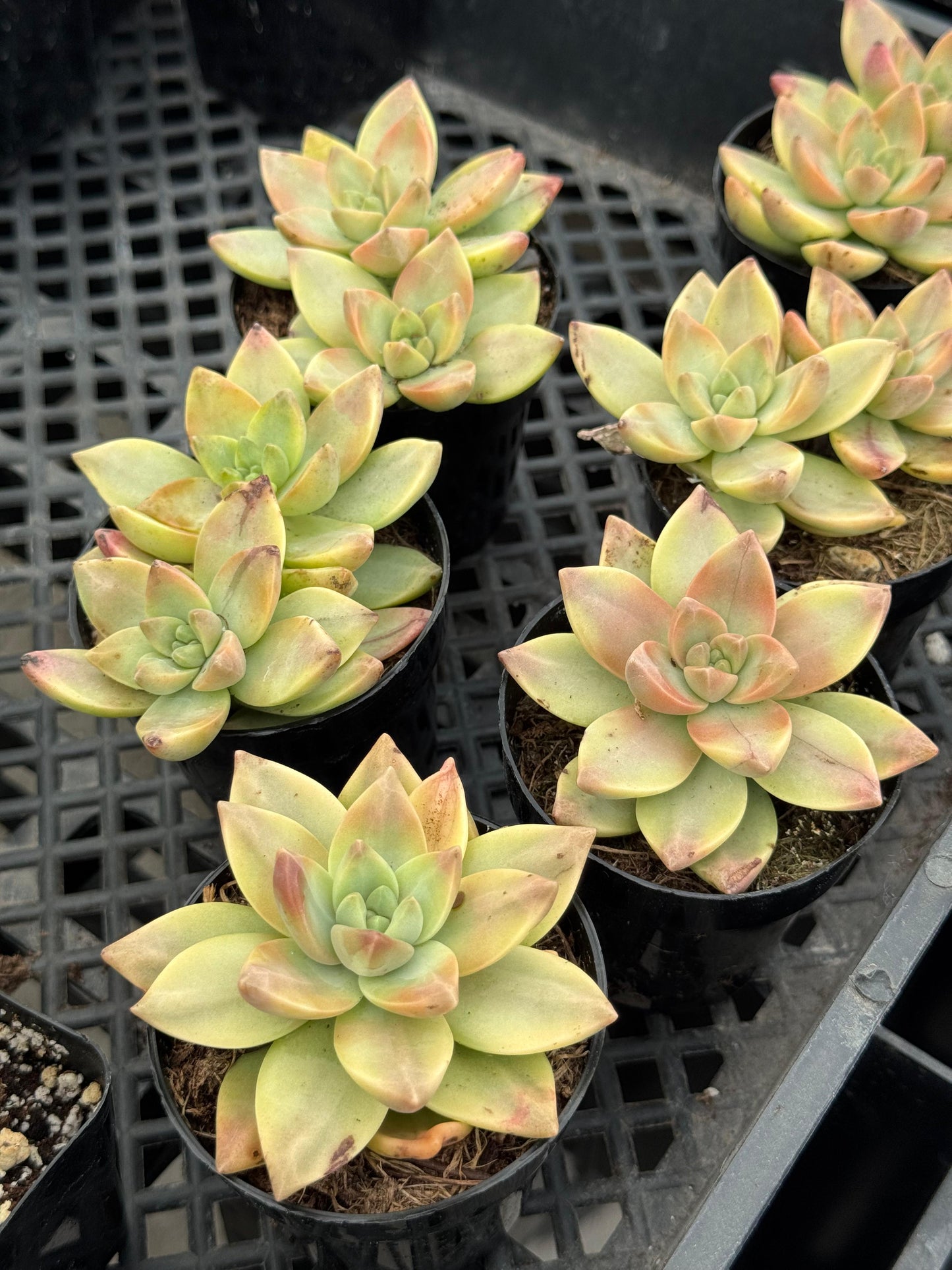 Graptosedum sunsplash