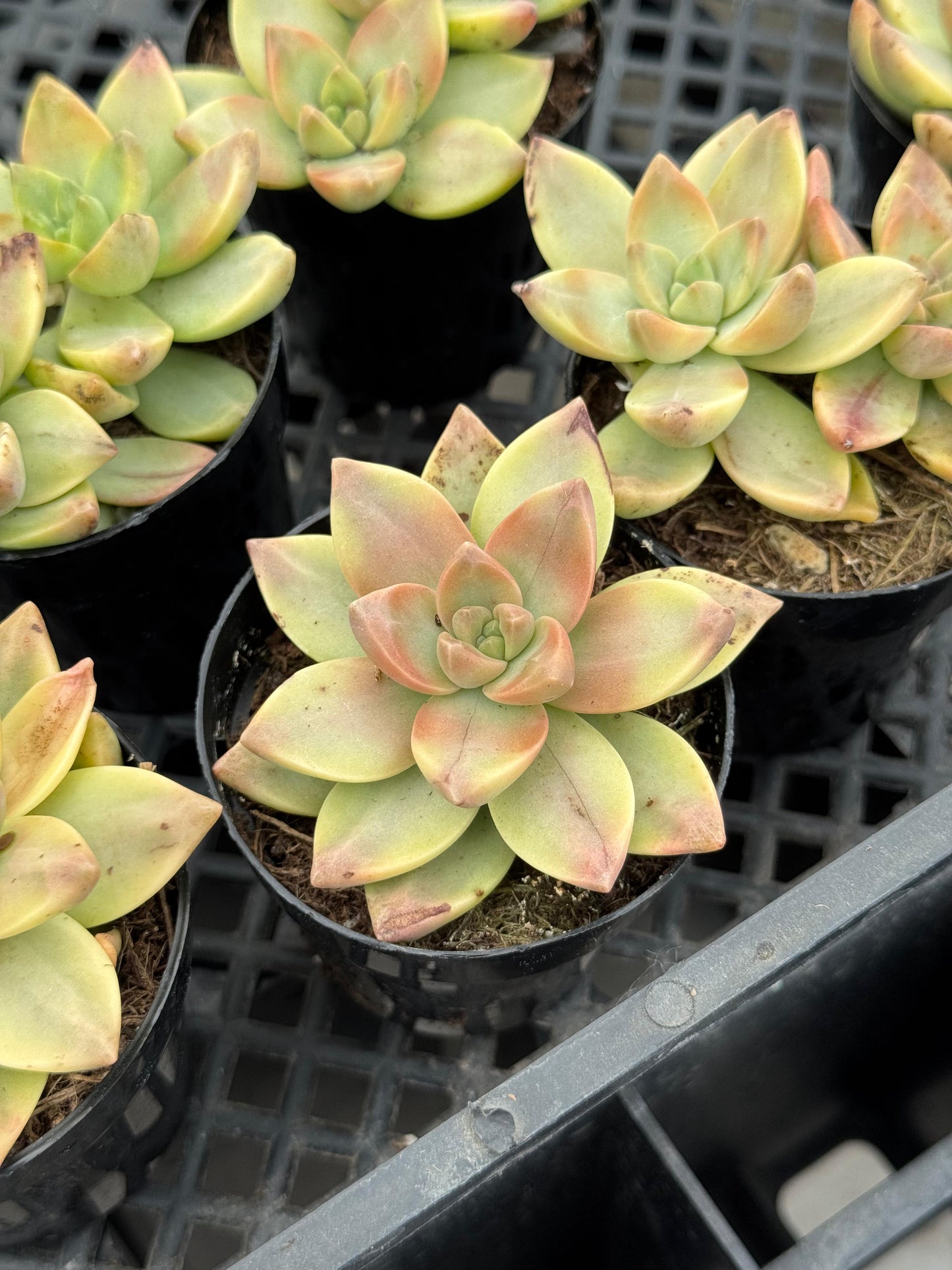 Graptosedum sunsplash