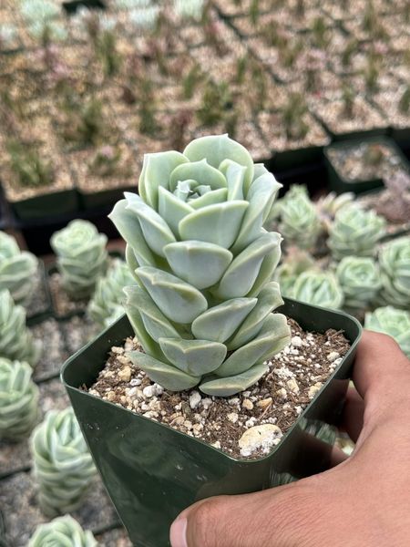 Graptoveria Lovely rose