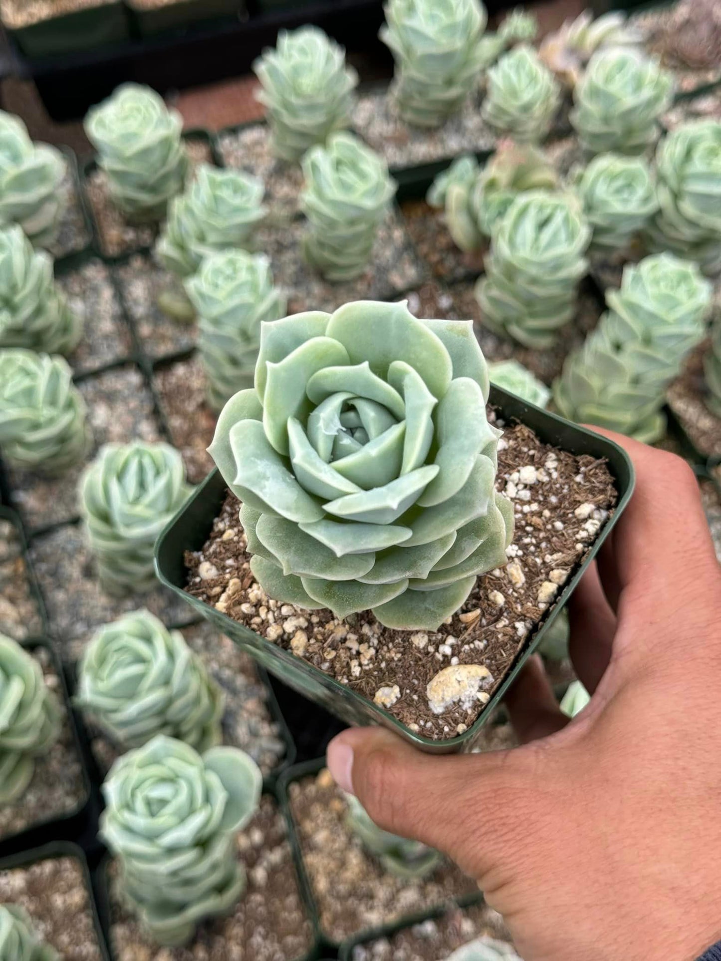 Graptoveria Lovely rose