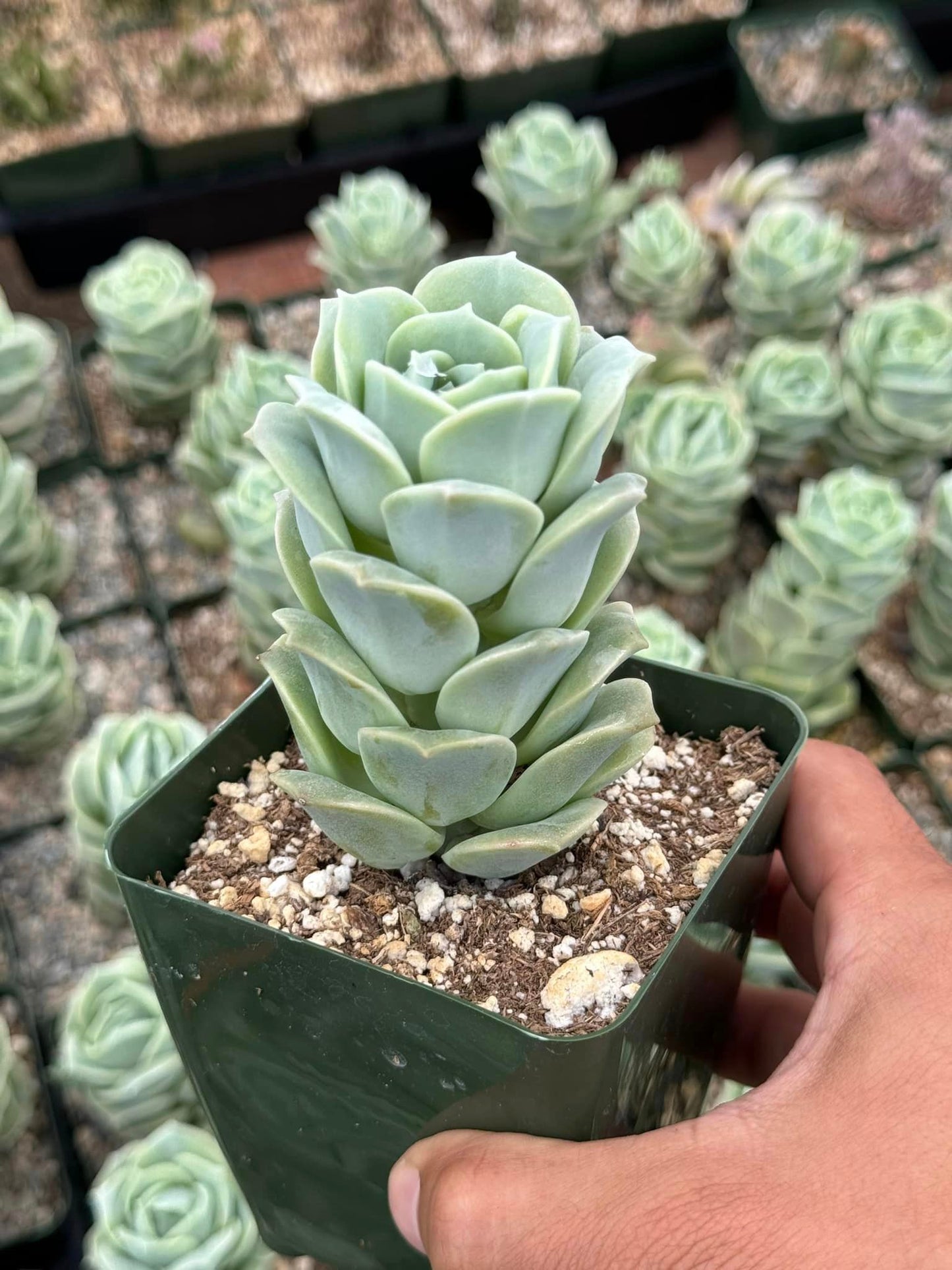 Graptoveria Lovely rose