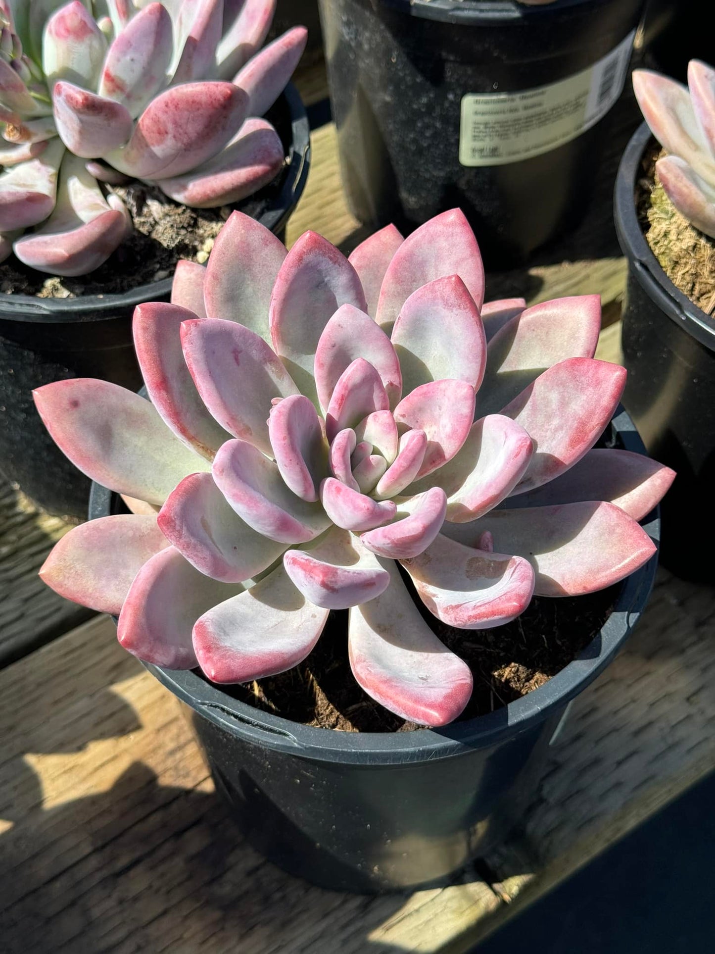 Graptoveria Opalina 1 galón