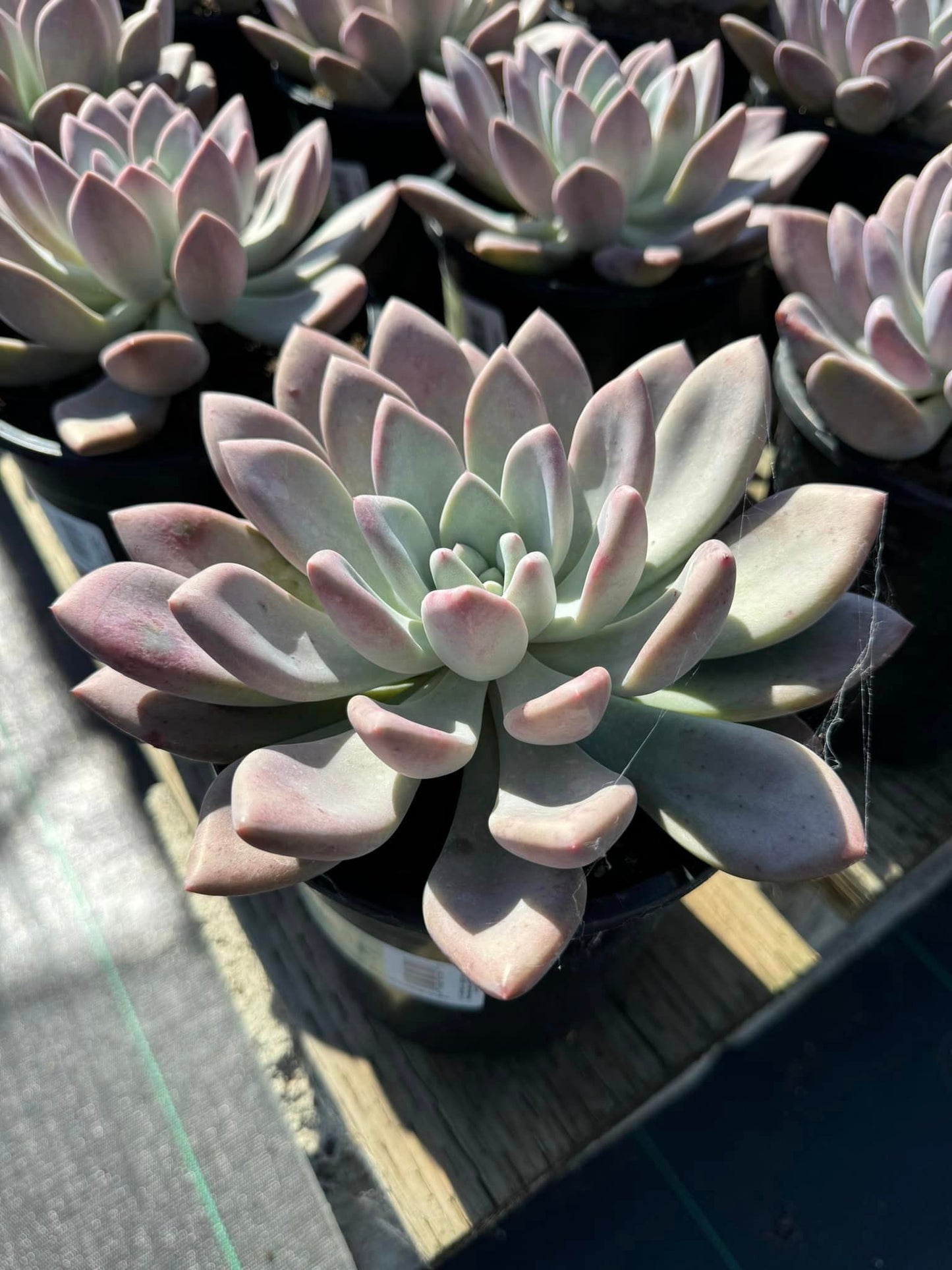 Graptoveria 'Opalina'