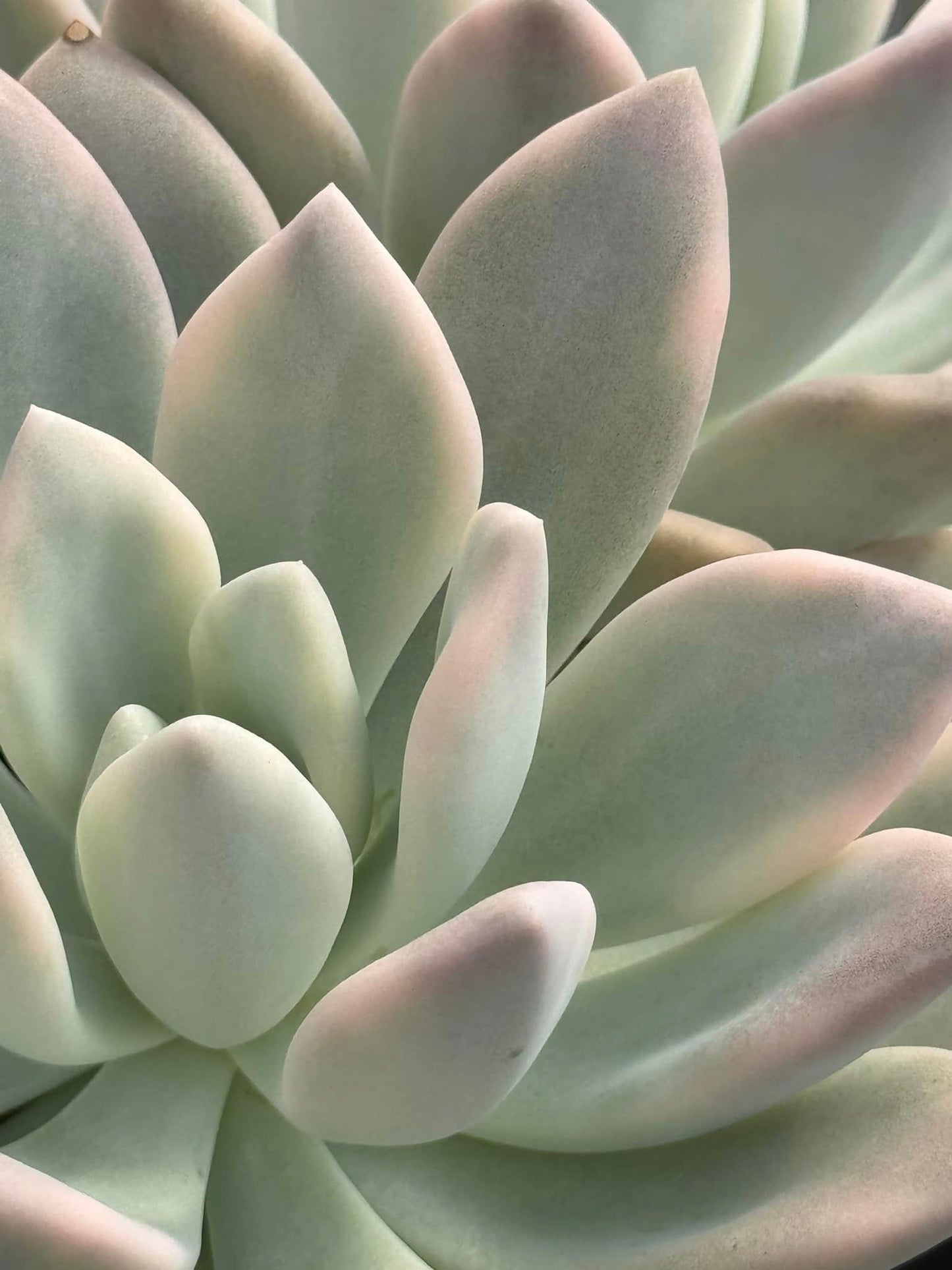 Graptoveria opalina Variegada